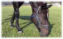 Whispering Spirits Equestrians
