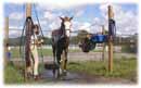 Whispering Spirits Equestrians