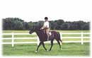 Whispering Spirits Equestrians