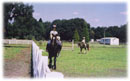 Whispering Spirits Equestrians