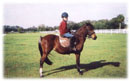 Whispering Spirits Equestrians