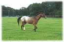 Whispering Spirits Equestrians