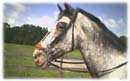 Whispering Spirits Equestrians