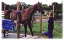Whispering Spirits Equestrians